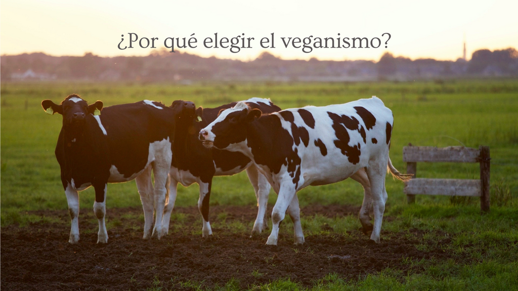 ¿Por qué elegir el veganismo?