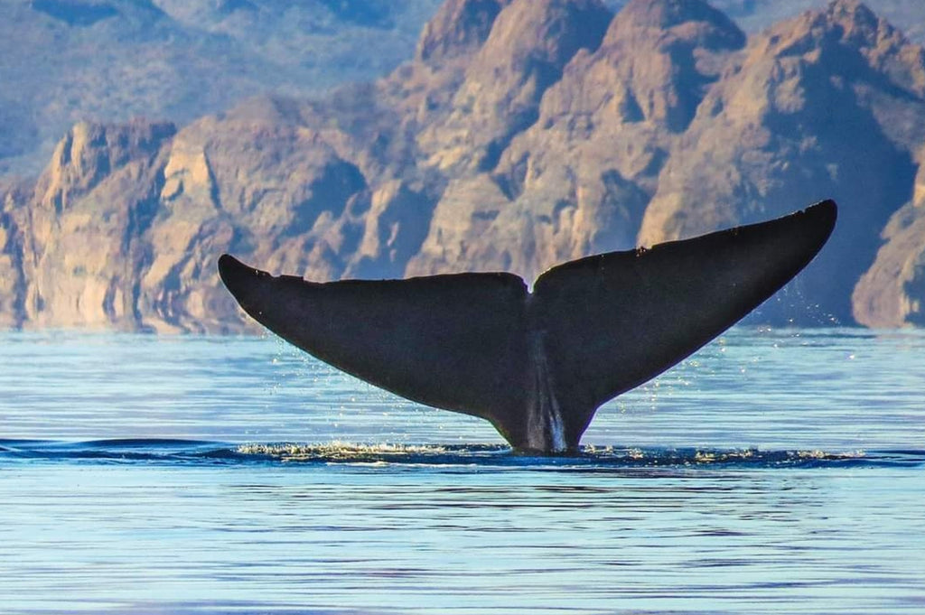 ¡GANÓ LA BALLENA AZUL! Adiós a los mega cruceros en Loreto