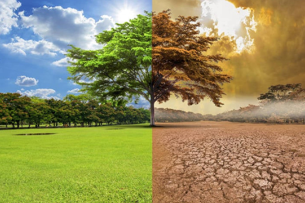 El Plato Fuerte del Calentamiento Global: Carne, Bosques y Clima
